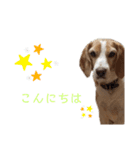 ハッピービーグル2 (特別版)（個別スタンプ：2）