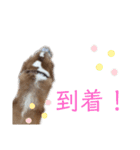 ハッピービーグル2 (特別版)（個別スタンプ：6）