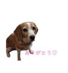 ハッピービーグル2 (特別版)（個別スタンプ：9）