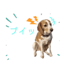 ハッピービーグル2 (特別版)（個別スタンプ：10）