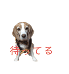 ハッピービーグル2 (特別版)（個別スタンプ：11）