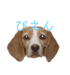 ハッピービーグル2 (特別版)（個別スタンプ：13）