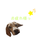 ハッピービーグル2 (特別版)（個別スタンプ：14）