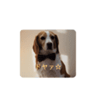 ハッピービーグル2 (特別版)（個別スタンプ：21）