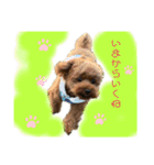トイプーのだっくん（個別スタンプ：1）