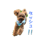 トイプーのだっくん（個別スタンプ：2）