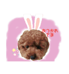トイプーのだっくん（個別スタンプ：6）