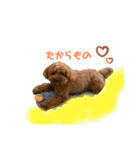 トイプーのだっくん（個別スタンプ：9）