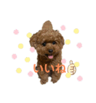 トイプーのだっくん（個別スタンプ：13）