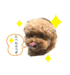 トイプーのだっくん（個別スタンプ：17）