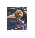 トイプーのだっくん（個別スタンプ：19）