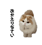 スコニャのいちにち（個別スタンプ：4）