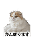 スコニャのいちにち（個別スタンプ：8）