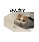 スコニャのいちにち（個別スタンプ：18）