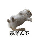 スコニャのいちにち（個別スタンプ：19）