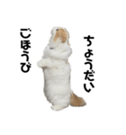 スコニャのいちにち（個別スタンプ：28）