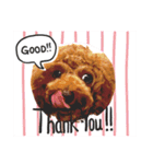 Toy Poodle MoMo Happy Days♪（個別スタンプ：5）