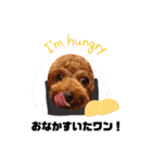 Toy Poodle MoMo Happy Days♪（個別スタンプ：8）