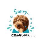 Toy Poodle MoMo Happy Days♪（個別スタンプ：10）