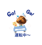 Toy Poodle MoMo Happy Days♪（個別スタンプ：12）