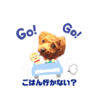 Toy Poodle MoMo Happy Days♪（個別スタンプ：16）