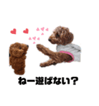 Toy Poodle MoMo Happy Days♪（個別スタンプ：18）