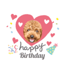 Toy Poodle MoMo Happy Days♪（個別スタンプ：20）