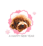 Toy Poodle MoMo Happy Days♪（個別スタンプ：22）