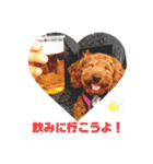 Toy Poodle MoMo Happy Days♪（個別スタンプ：23）