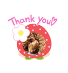 Toy Poodle MoMo Happy Days♪（個別スタンプ：24）