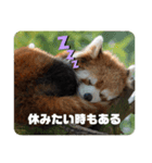 レッサーパンダず（個別スタンプ：1）
