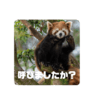 レッサーパンダず（個別スタンプ：2）