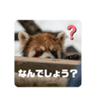 レッサーパンダず（個別スタンプ：3）