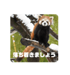 レッサーパンダず（個別スタンプ：4）