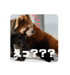 レッサーパンダず（個別スタンプ：5）