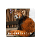 レッサーパンダず（個別スタンプ：6）