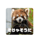 レッサーパンダず（個別スタンプ：7）