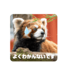 レッサーパンダず（個別スタンプ：8）