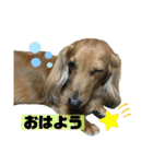 どんなときも可愛いチェーさん（個別スタンプ：1）