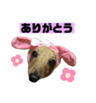 どんなときも可愛いチェーさん（個別スタンプ：2）
