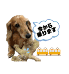 どんなときも可愛いチェーさん（個別スタンプ：4）