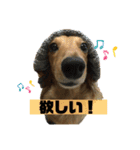 どんなときも可愛いチェーさん（個別スタンプ：5）