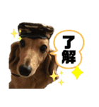 どんなときも可愛いチェーさん（個別スタンプ：7）