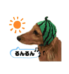 どんなときも可愛いチェーさん（個別スタンプ：11）