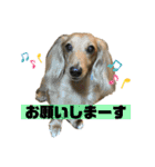 どんなときも可愛いチェーさん（個別スタンプ：17）