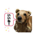 どんなときも可愛いチェーさん（個別スタンプ：18）