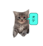 ティンバちゃん（個別スタンプ：2）