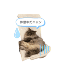 ティンバちゃん（個別スタンプ：4）