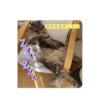 ティンバちゃん（個別スタンプ：6）