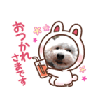 4匹の湘南ボーイ2（個別スタンプ：8）